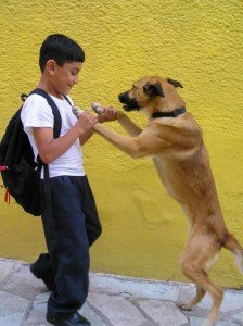 Dancing Dog Photo