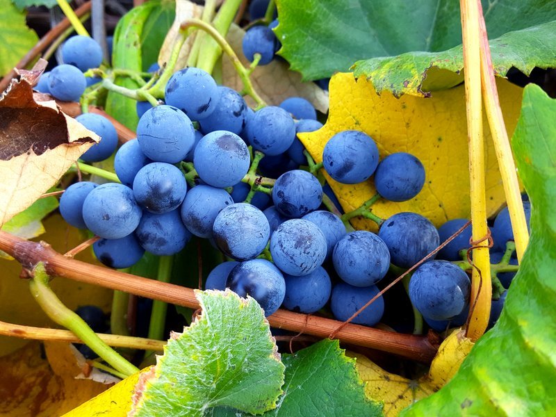 Colorado Concord grapes on the vine
